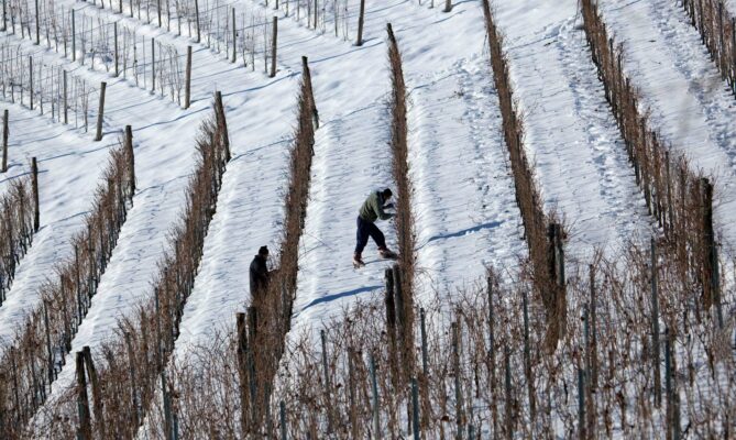 Wijngaard Pecchenino in de sneeuw