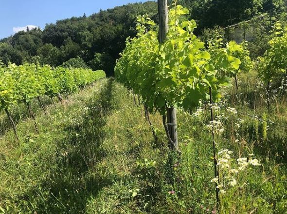 Divella wijngaard natuur